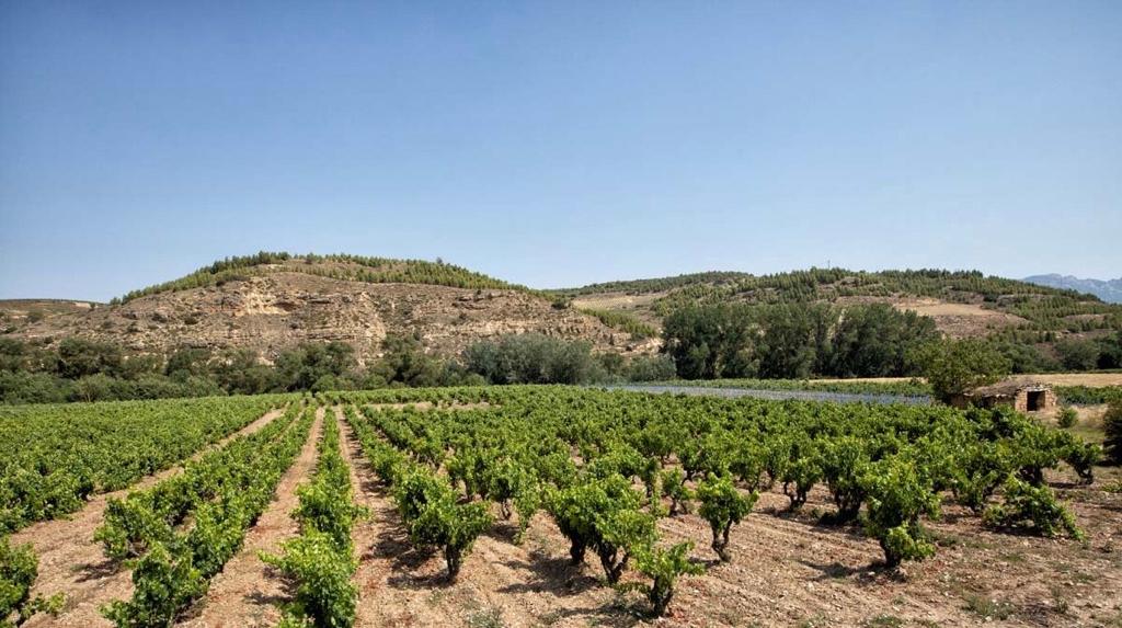 Con estas vistas os deseamos un muy buen día casi comienzo de fin de semana!! 
#viñedoderioja #bodegasperica #viñedofamiliar #bodegafamiliarderioja #perica