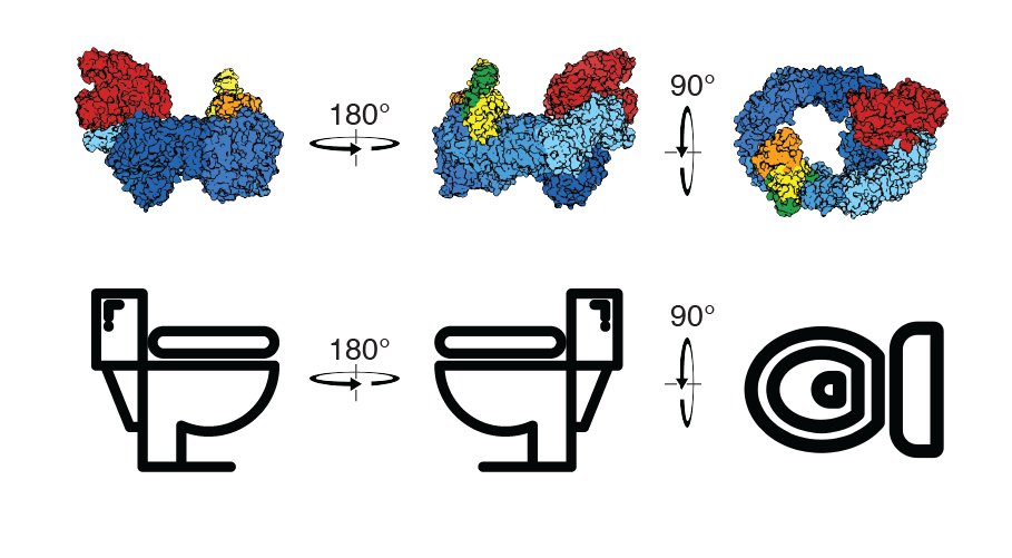 We solved the structure of HUWE1. Looks familiar..

Preprint here: biorxiv.org/content/10.110…