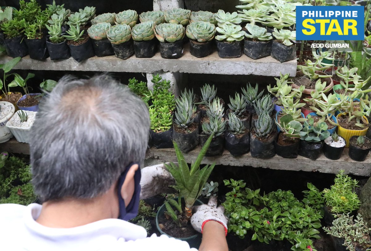 The Philippine Star On Twitter Ornamental Plant Owners Arrange New Plants At A Garden In Sta Ana Manila On Thursday