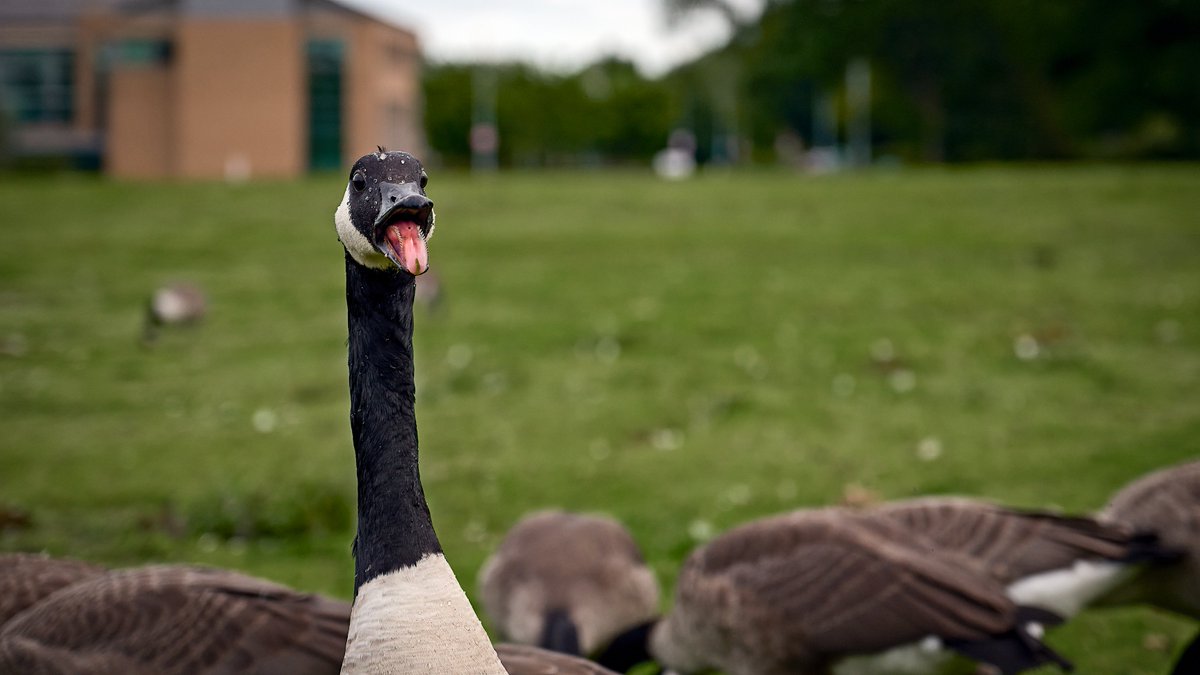 MostlyGeese's tweet photo. #Hiss #Cheadle #ManchesterGeese https://t.co/SywFJiRIVt