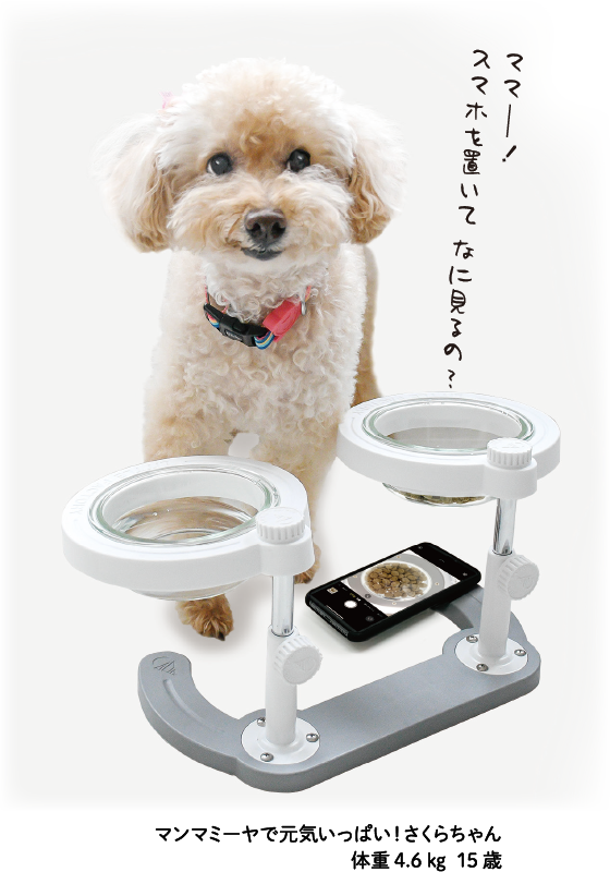 manmamiya_jp's tweet photo. マンマミーヤで元気いっぱい「さくらちゃん」
体重4.6kg、16歳ですヾ(*´∀｀*)ﾉ
https://t.co/ZCrdMgRYH0
#ミーヤチャレンジ
#manmamiya #マンマミーヤ
#フードボウル #フードボウルスタンド #ペットフードボウル #ペットのごはん #いぬのいる暮らし #ねこのいる生活 #ペット #ペット用品 https://t.co/45NRQAPoou