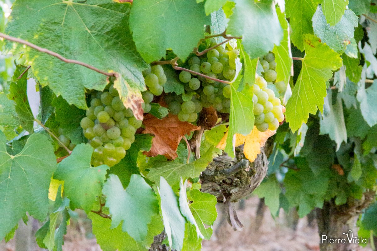 pierre_viala's tweet photo. Le #maraispoitevin c'est aussi des #vignobles... Ici un coucher de soleil sur les coteaux calcaires de #Vix #Vendee #MagnifiqueFrance #BaladeSympa
Les Romains choisissent Vicum (Vix) pour planter leurs premiers ceps de vigne dès le 2ème Siècle  https://t.co/aA5uPe7xsk https://t.co/hLQ1e9Adn8