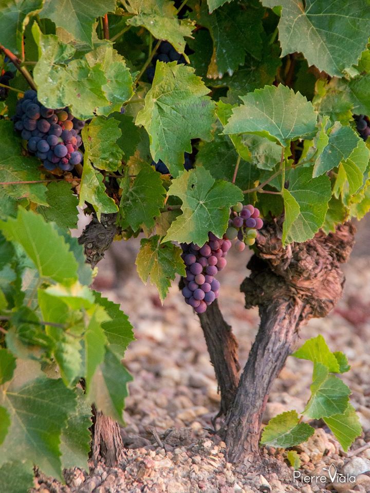 pierre_viala's tweet photo. Le #maraispoitevin c'est aussi des #vignobles... Ici un coucher de soleil sur les coteaux calcaires de #Vix #Vendee #MagnifiqueFrance #BaladeSympa
Les Romains choisissent Vicum (Vix) pour planter leurs premiers ceps de vigne dès le 2ème Siècle  https://t.co/aA5uPe7xsk https://t.co/hLQ1e9Adn8
