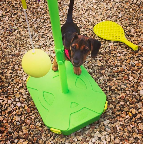 Swingball_UK's tweet photo. Some major puppy dog eyes going on here! #SwingballDogs
.
πΈ @oz.the.derpy.sausage https://t.co/7CCzH4pFq8