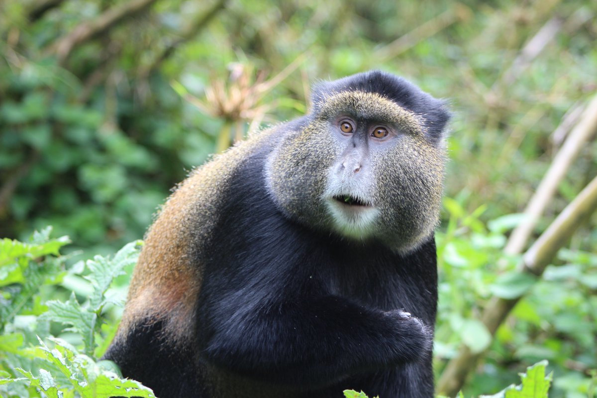 DavidToovey's tweet photo. The results...
#TemberaThrowback in @VolcanoesPark, Rwanda. https://t.co/1tj35jeGGW