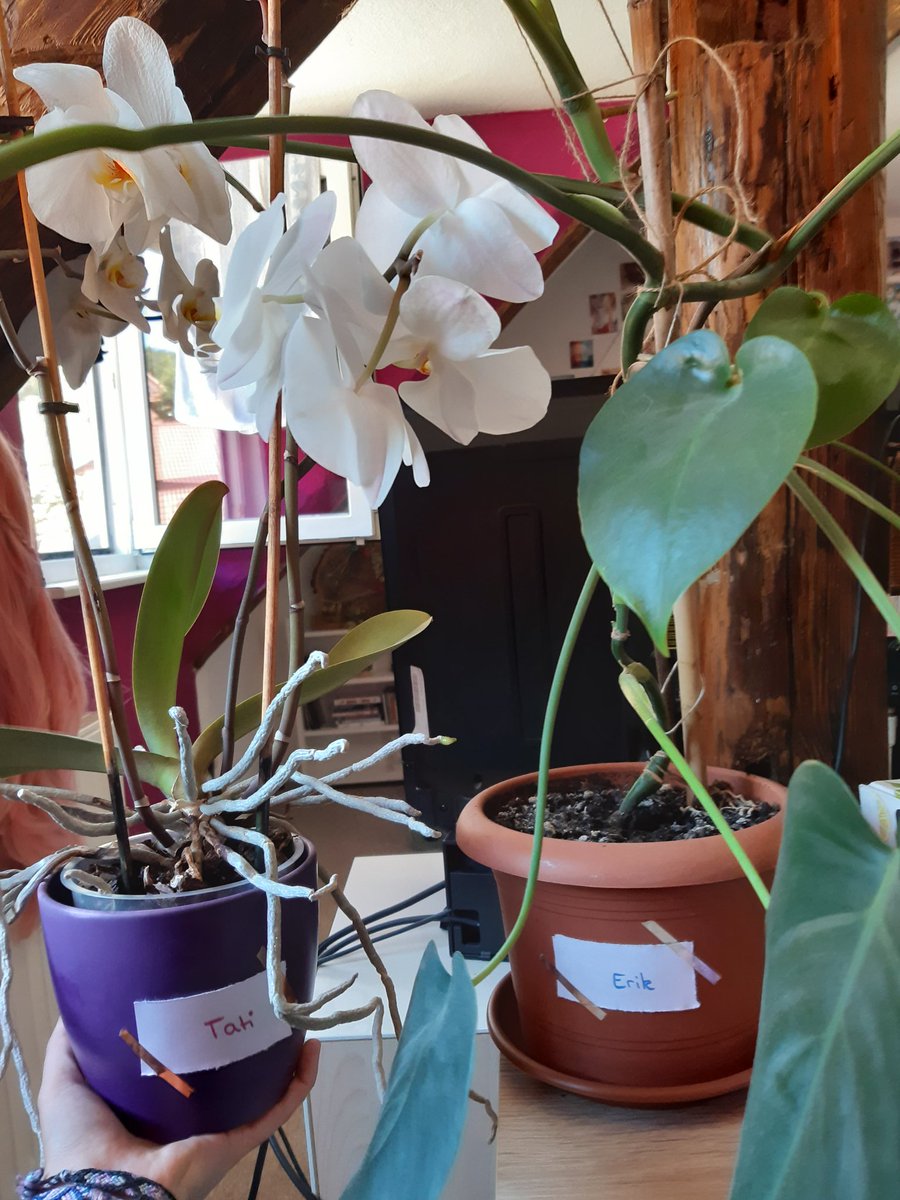 CaroHasenberg's tweet photo. Das sind Erik und Tati🌱 
Als Pflanzenmutti muss man den Kindern ja auch Namen geben😁

Tati: ca. 2,5 Jahre alt, blüht gerade wunderschön und entwickelt sich prächtig🌺
Erik: Alter unbekannt, aus Verwahrlosung gerettet, entwickelt sich prächtig🌿
@Gronkh @xPandorya https://t.co/buQGg2k3Vk