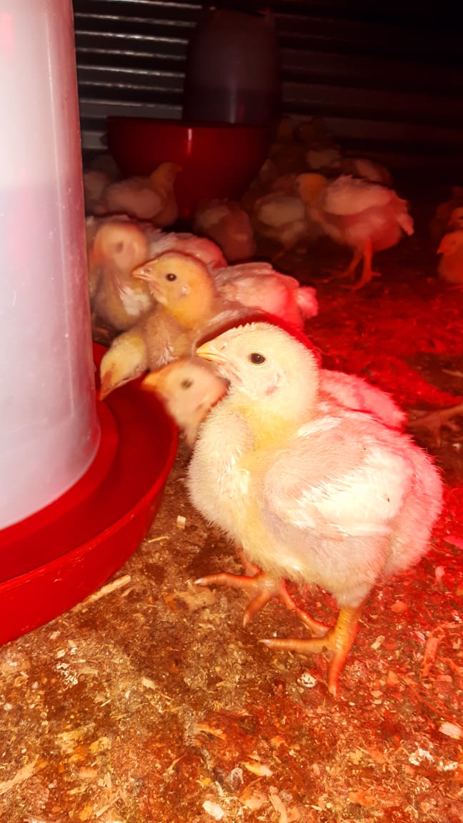 BasothoAfriSol's tweet photo. 14 days old lady night. God has been on our side.

Black Farmers we are making it 🐔🐔

@buhqwa @loveqwaqwa #phuthaditjhaba @akreana_ @drtlaleng @tlika31 @thokongco1 @Dineo77150727 @daddyhyaneo https://t.co/ZVOBgb88Bz