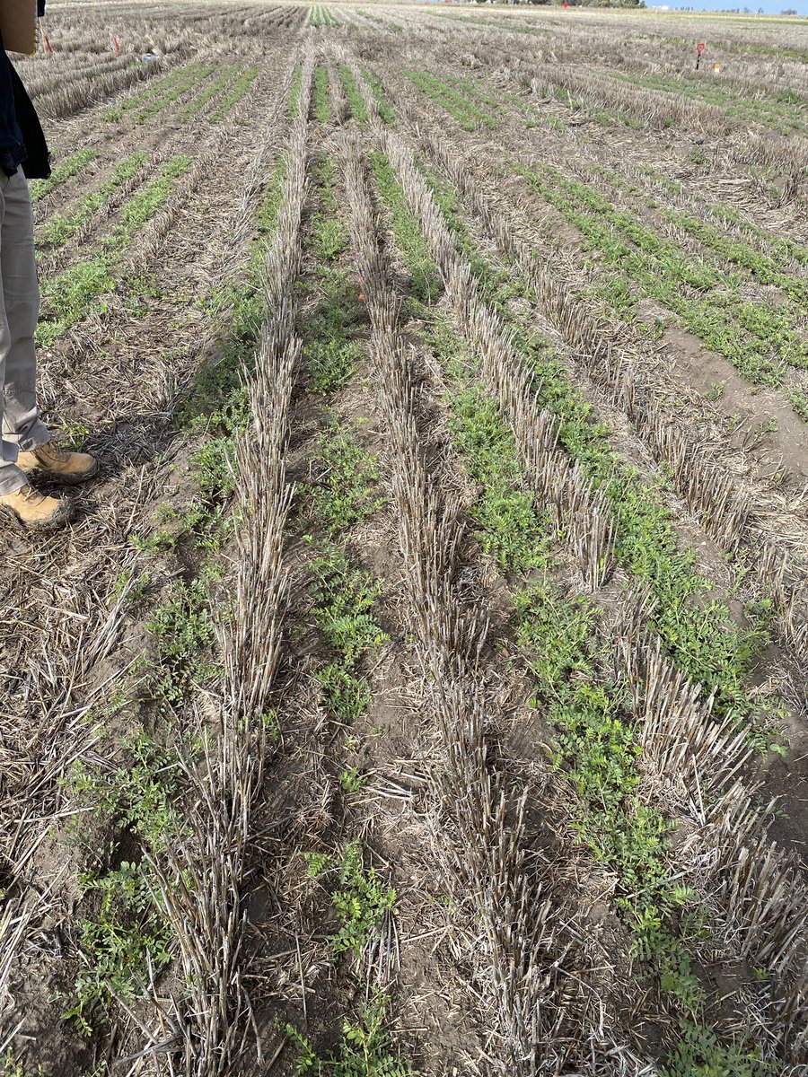 Nice Ascochyta Blight Symptoms starting at Dooen pulse agronomy trials. Looking at movement in standing vs slashed stubble + fungicide control strategies <a href="/FanningJosh_/">Joshua Fanning</a> <a href="/matthew_sparke/">Matthew Sparke</a> <a href="/theGRDC/">GRDC</a>