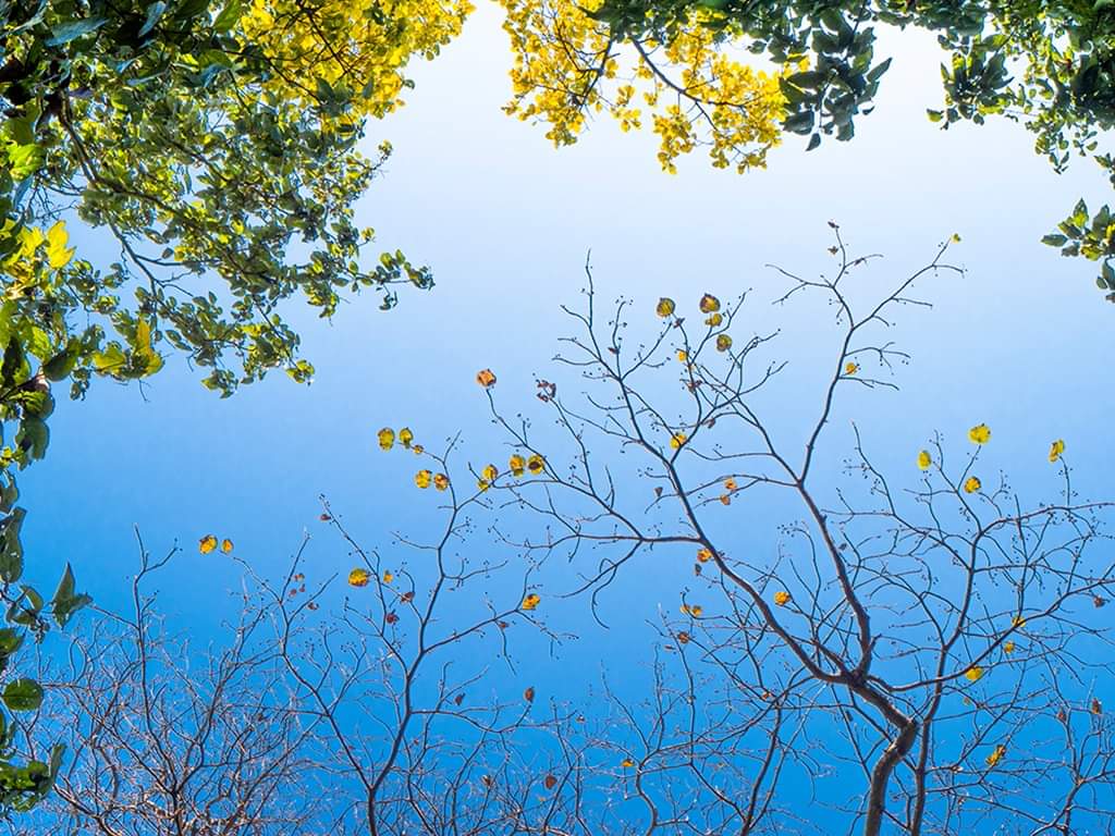SATPAL__SINGH's tweet photo. Belated Happy World Photography Day !

#PhotographyDay #WorldPhotographyDay #WorldPhotographyDay2020 #photographylovers #photographylife #InternationalPhotographyDay #satpalsingh #satpalsinghphotography #Photographyart #celebration #naturephoto #wildlifephotography #bestphoto https://t.co/PjMGgWxSUy