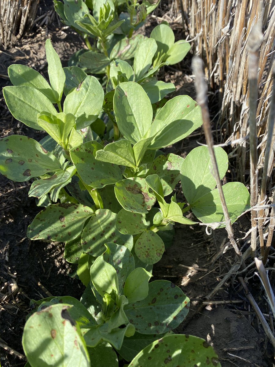 SouthernPulse tweet media