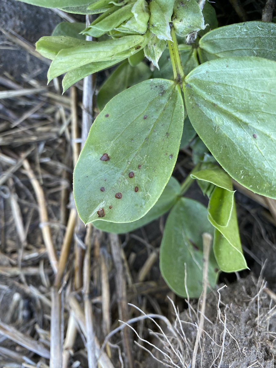 SouthernPulse tweet media