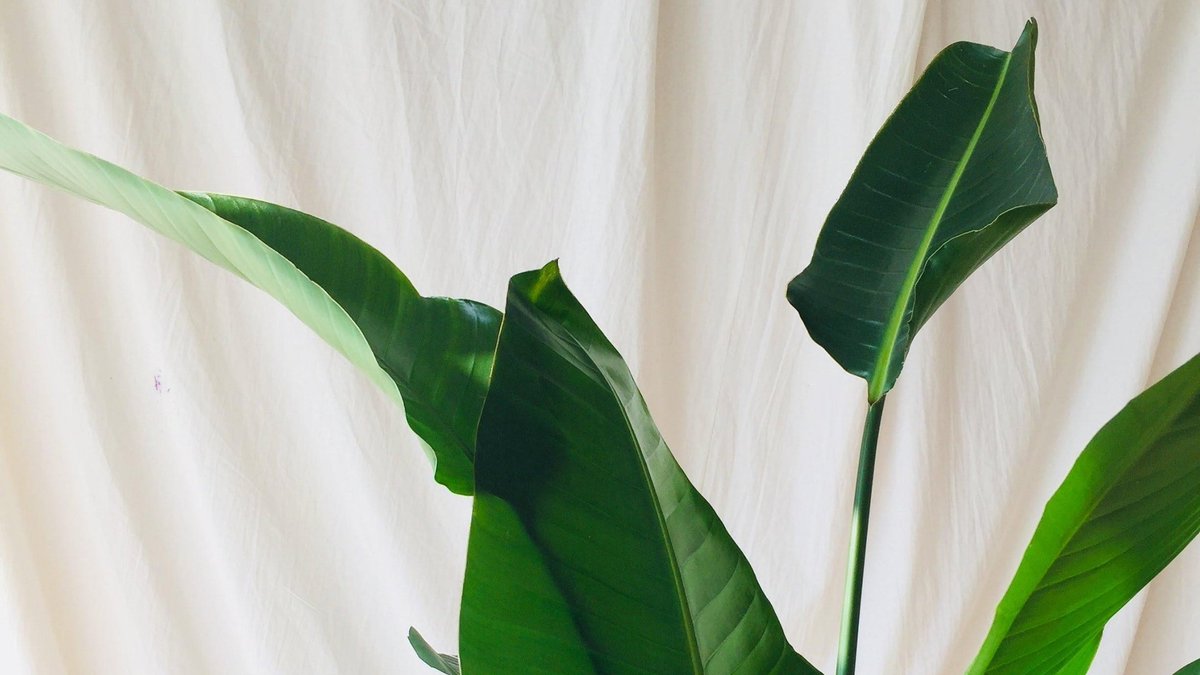 perfectblendsuk's tweet photo. Indoor Plants 🌱
They don’t just look good, they make us feel good mentally &amp; physically too. https://t.co/UU2wVVUlsh