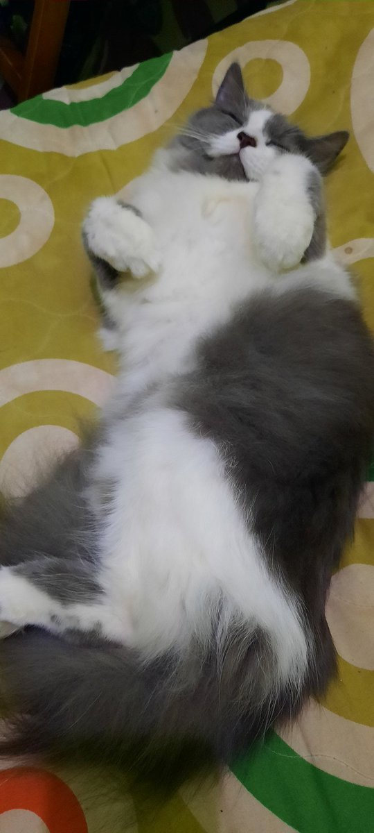 syuhhhh_'s tweet photo. @twitkocheng Ini mas kocengnya, warnanya luntur kelamaan diluar rumah:( https://t.co/cKTMZsdvXP