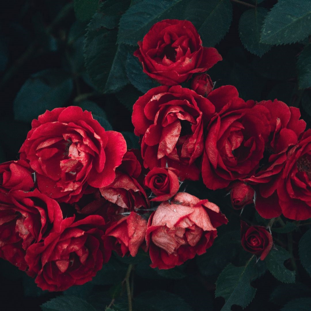 Bloemify's tweet photo. Wij zijn voor ons nieuwe platform op zoek naar bloemisten en kwekers van #bloemen, #planten, #groente en #fruit. #bloemify #buyflowersnottoiletpaper #flowers4oxygen #flowersboostchallenge https://t.co/ziQlKRX08x