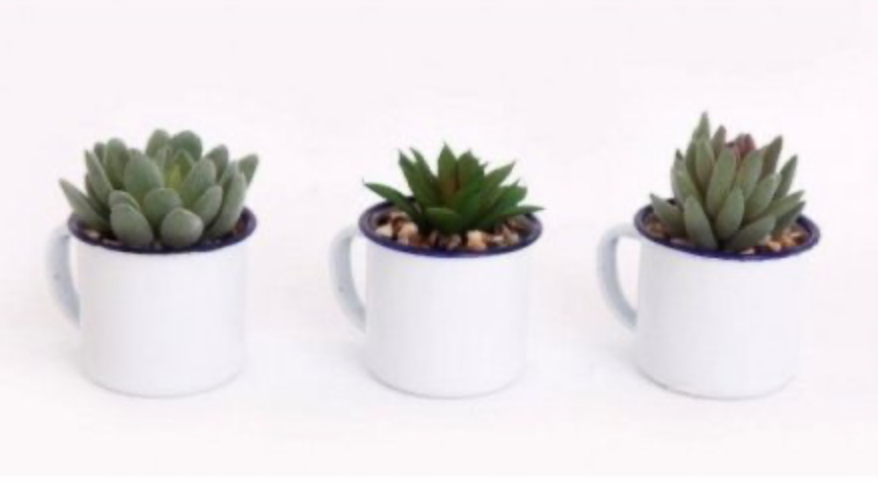 ThePerfectTouc4's tweet photo. ๐ก๐ก Daily Spotlight Product ๐ก๐ก
CACTUS IN A CUP
https://t.co/XF4ulVjvNv
#spotlight #smallbusiness #mibintofficial #mumsinbusiness #homedecor #homeinspiration https://t.co/WZSAFoF0bc