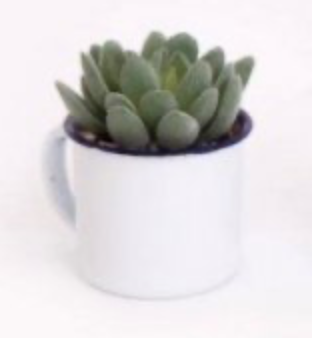 ThePerfectTouc4's tweet photo. ๐ก๐ก Daily Spotlight Product ๐ก๐ก
CACTUS IN A CUP
https://t.co/XF4ulVjvNv
#spotlight #smallbusiness #mibintofficial #mumsinbusiness #homedecor #homeinspiration https://t.co/WZSAFoF0bc