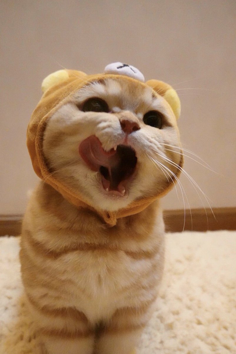 When it comes to being crazy, no one can beat Jia 😺