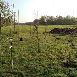 Wil jij gratis perenbomen ophalen? 150.000 perenboeken zoeken een nieuw tehuis. Door corona zijn ze niet verkocht en dreigen ze verbrand te worden. Een mooie aanwinst voor je tuin of erf. Meer informatie: meerbomen.nu/gratis-perenbo… #meerbomennu