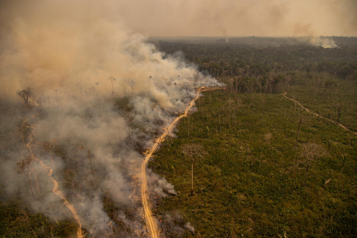 Pas du tout. Ce soja, quasi systématiquement génétiquement modifié et bourré de pesticides, est à destination des animaux d’élevage… 
#Amazonie #JeudiPhoto