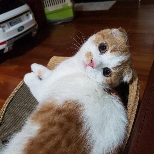 byulshyejin's tweet photo. just appreciating jung ggomo, the best boy in wheein's life https://t.co/MWBHBzWQQy