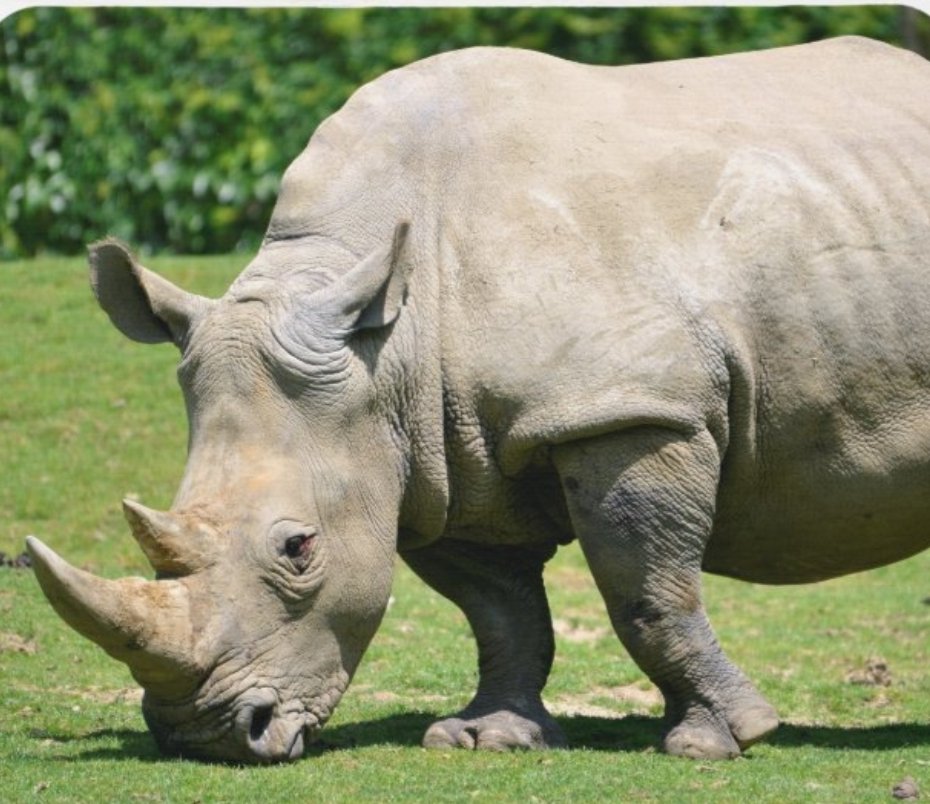 JasminMimi2's tweet photo. Findet das Nashorn in euch !🤣🤣🤣 https://t.co/GdtQu2N8zJ