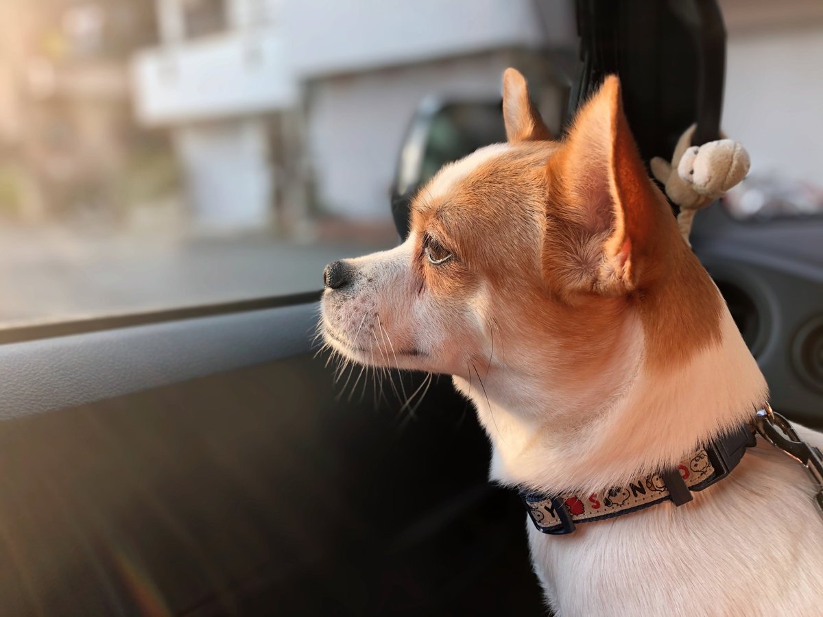 大阪動物天王寺校 Auf Twitter 遠くを見つめる犬たち 立志舎 大阪動物専門学校天王寺校 ホームステイ 学校犬 ウメ Mix犬 モナ カヤック トイプードル 犬 Dog