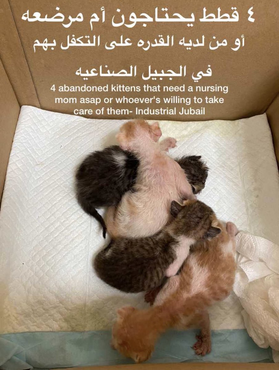 Halْo | أوُرا tweet media