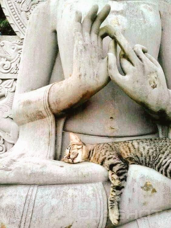 See this cat resting on Lord Buddha's lap. It has every right to be there - dare no one shoo it away. For Buddha is clear - He did not merely come to help humans, but animals too. They have every right to interact with Lord Buddha & all who honor Buddha's teachings on compassion.