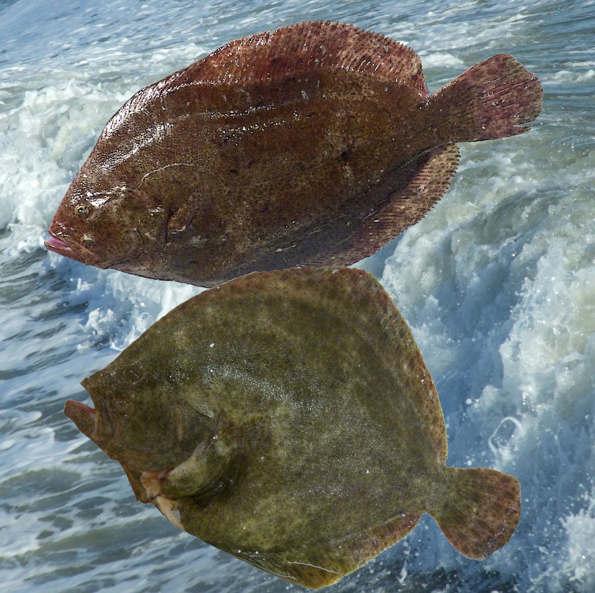 Brill and Turbot-both flat fish, they are seen locally but not in large numbers, they are caught as a bonus bycatch when targeting other species! When cooking something new it's always good to keep it simple and appreciate their different flavour #somethingdifferent #fishlocalGB