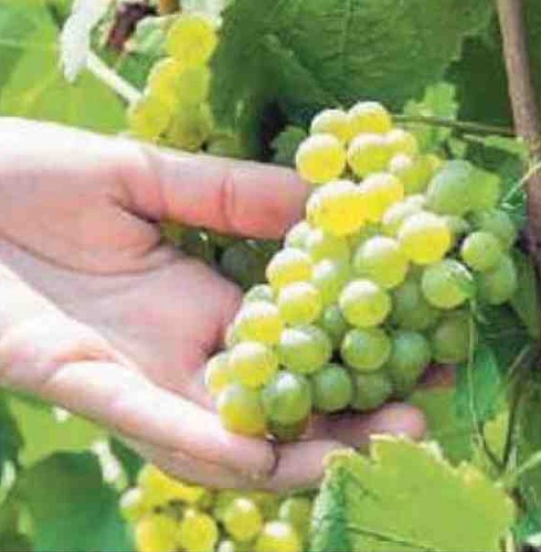 ViniVenezia's tweet photo. VENETO ORIENTALE, ANNATA ECCELLENTE. Coldiretti e Veneto Agricoltura fiduciosi sulla vendemmia in vista.
https://t.co/JpONM6vXO0
#consorziovinivenezia #piavemalanottedocg #lisondocg #veneziadoc #piavedoc #lisonpramaggioredoc https://t.co/mzoepWHA6i