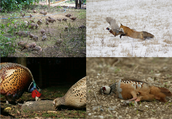 The released birds have DIRECT EFFECTSThese are usually considered ecologically -ve: disturbing soil/plants, eating other wildlife, altering soil and water nutrients, spreading disease. Some effects are ambiguous – carcasses may support popns of generalist preds or rare spp