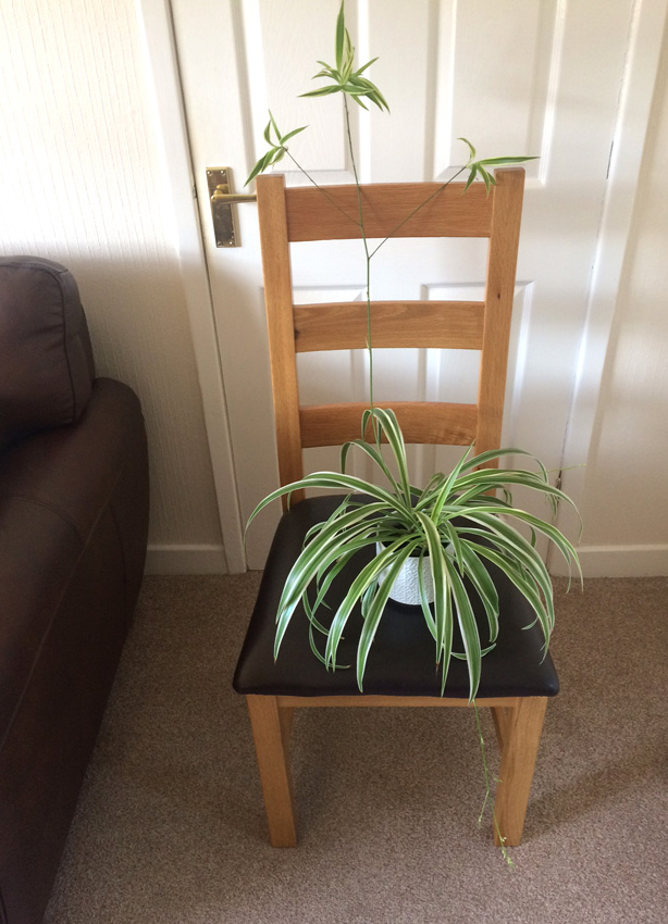 GraemeBerry5's tweet photo. If it's true that plants grow quicker if you talk to them, then our spider plant and I must have had plenty of interesting conversations whilst in #lockdown !! 🪴
#GROW #growing #horticulture #conversationsathome https://t.co/80bWxPEHfd