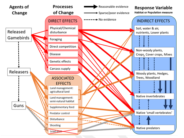 Assessing the evidence overall, we found surprisingly little work in this area given the potential effects, & many gaps in our knowledge. Currently, there appear to be conspicuous ecological +ves AND -ves to gamebird release but collapsing these to single NET effect is difficult