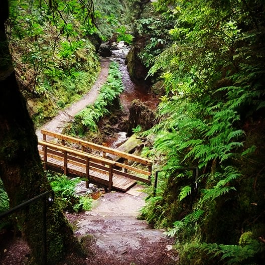 KevinUnitt's tweet photo. Been months since my last visit to gorge-ous #pucksglen. Such a magical place and still my favourite in all of Scotland.

@VisitCowal @VisitScotland @forestryls https://t.co/K4z3KEFJJT