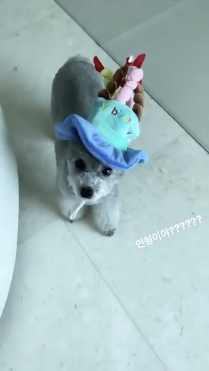 SNSDlavlav's tweet photo. ゼロたんおめでとう❤️
いつもテヨン様の隣にいてくれて
ありがとう😇
可愛すぎる❤️ https://t.co/Lfd3QlLa5j