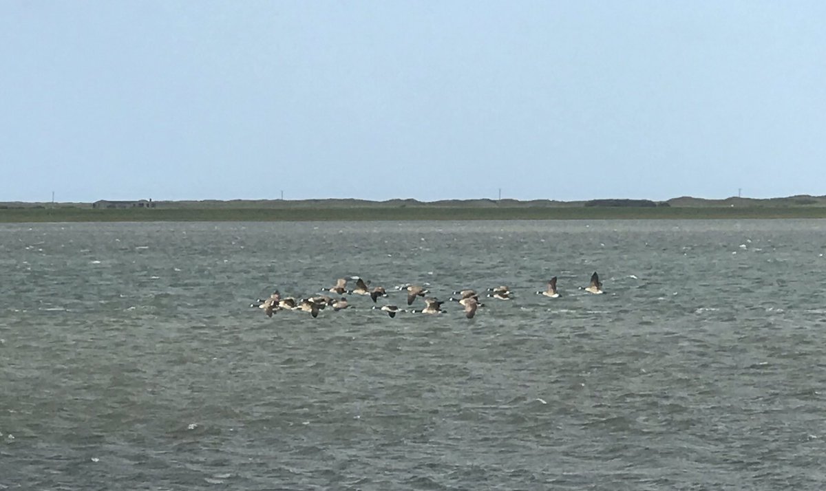 GethinJones123's tweet photo. Canadas! #wildfowling #SoonBeHere https://t.co/wYWIGNTEL2