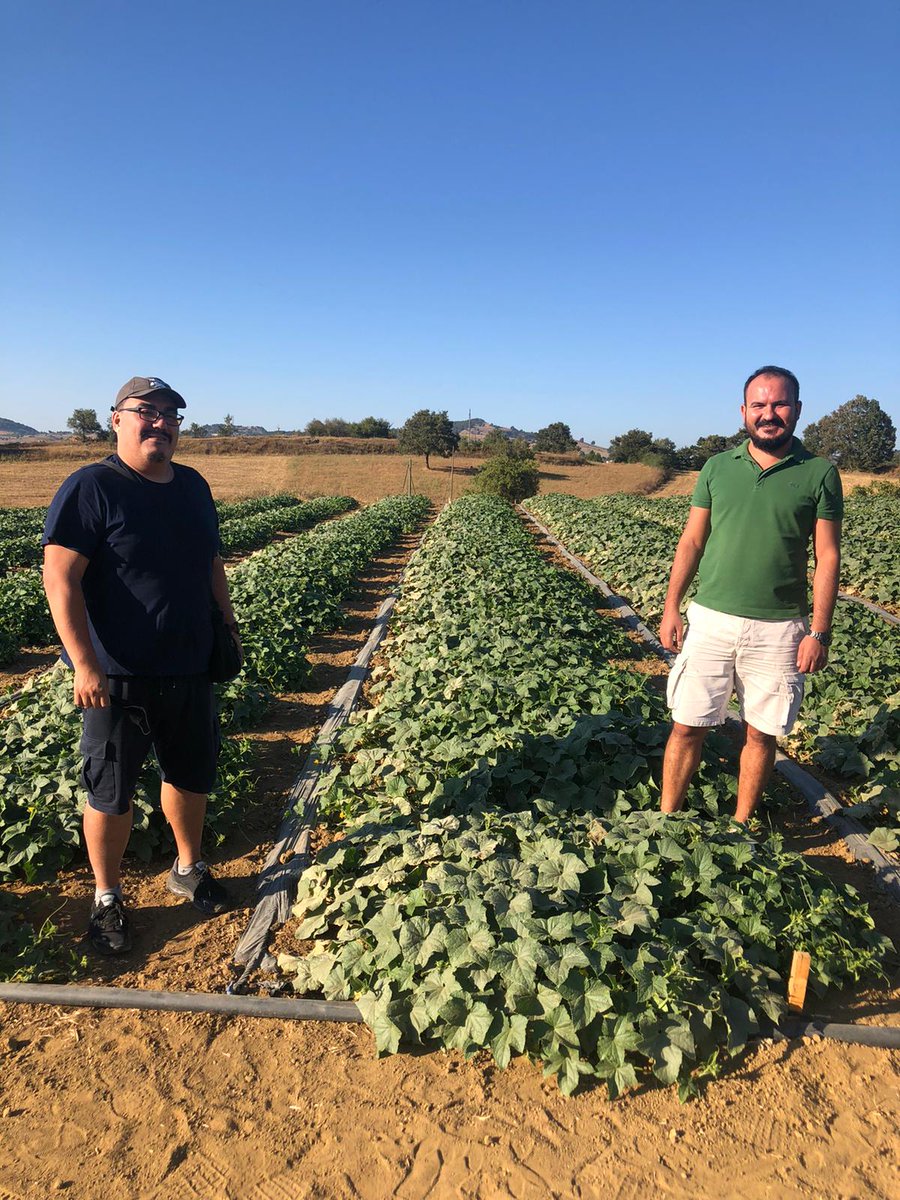 tatarbaris66's tweet photo. #gherkin #littlemarket #goodfarm
#penguengida #nopesticide #swissgrow 
Almanya yolcusu şirin gherkinler :) https://t.co/LLps7MnJWN
