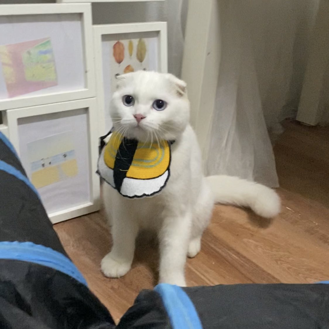૮꒰˵• ﻌ •˵꒱ა tweet media