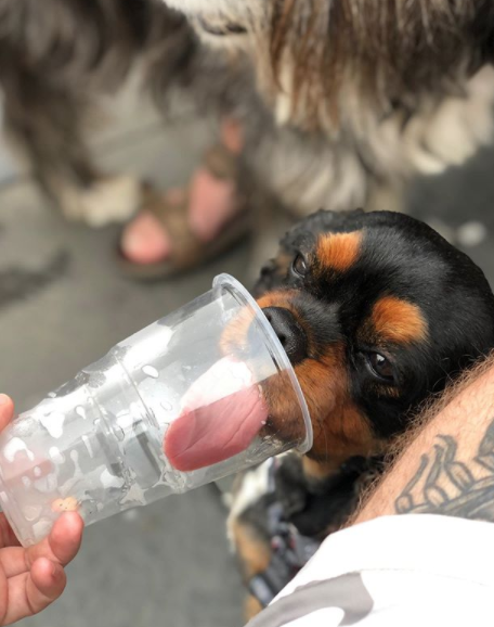 Paws up!

We're a dog friendly boozer.

Photo credit: alanwardle