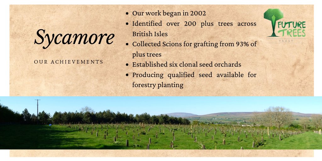 FutureTreesUK's tweet image. Our research with Sycamore has progressed well over the last two decades.
Funding for our work is scarce, we are looking for support for the future of our broadleaved trees.  If you would like to support us please contact: Tim.rowland@futuretrees.org. #FutureTrees