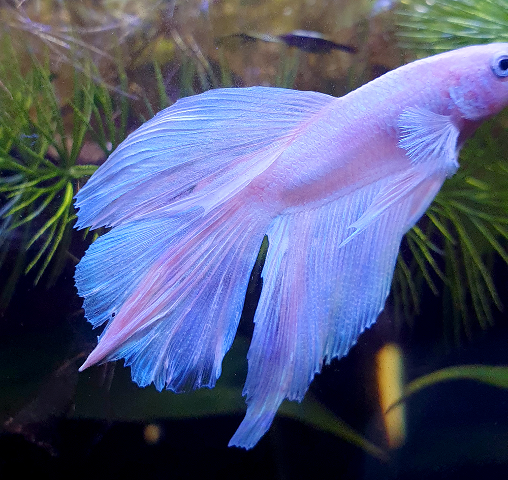 Who here knows buttloads about bettas? This is mystifying me!The photo on the left was taken 2 days ago. The photo on the right was taken today. At first I thought it might be some kind of weird fin melt (not fin rot), but it doesn't look...like fin melt...