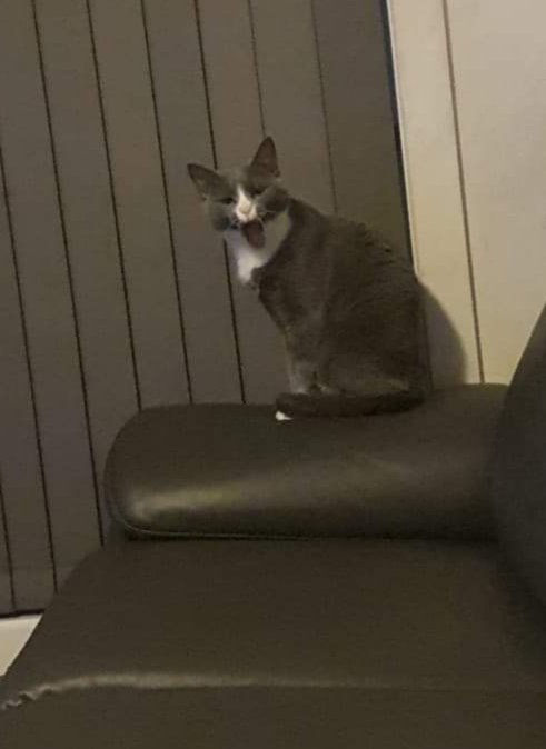 SharriPlays's tweet photo. My cat mid yawn, but looking like she's screaming. It's how I feel about 2020. Feel free to make her into a meme. Her name is Eevee. #memecat #2020scream #screamingcat #scream #CatsOnTwitter #isocat #Eevee #notapokemon https://t.co/UP4OF30hSO