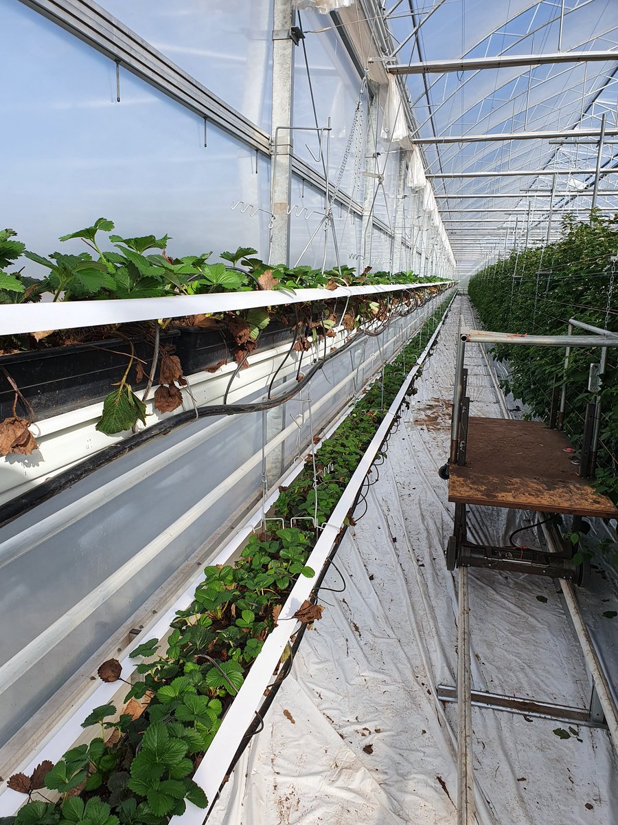 colbeggie's tweet photo. Trialling our Strawberry 'bunk beds' alongside our latest crop of @driscollsberry Victoria. All coming on nicely!

@berrygardensltd @Tesco @the_brc @AgrovistaFruit https://t.co/JbL1hp2exg