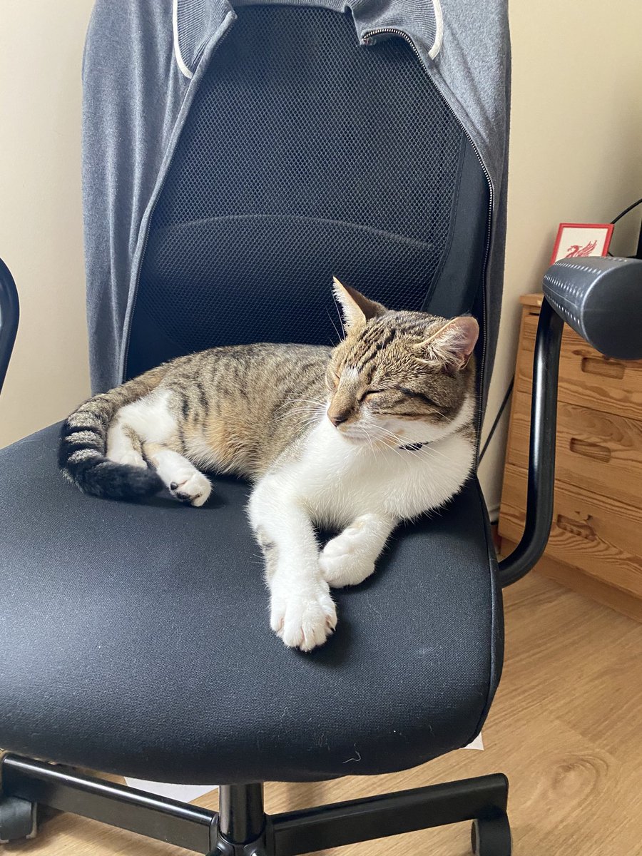 andy_hulme's tweet image. You turn your back for 30 seconds...#CatsOfTwitter #WorkFromHomeChallenge
