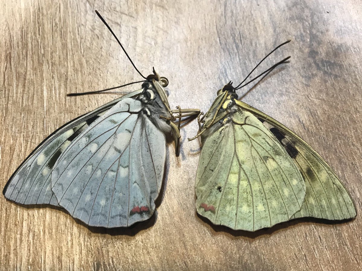 p_yamanoue's tweet photo. 飼育していたオオムラサキの蛹から
青いオオムラサキが出たんだ！
と一人ウチのオーナーが騒いでいたんですが珍しいのかな？と思いつつ。
この辺にはオオムラサキ居ないので分かりません。オオムラサキ存在感凄いねやっぱり。

#ととのいました層雲峡 
#ペンション山の上 https://t.co/YNo8gz1sQx