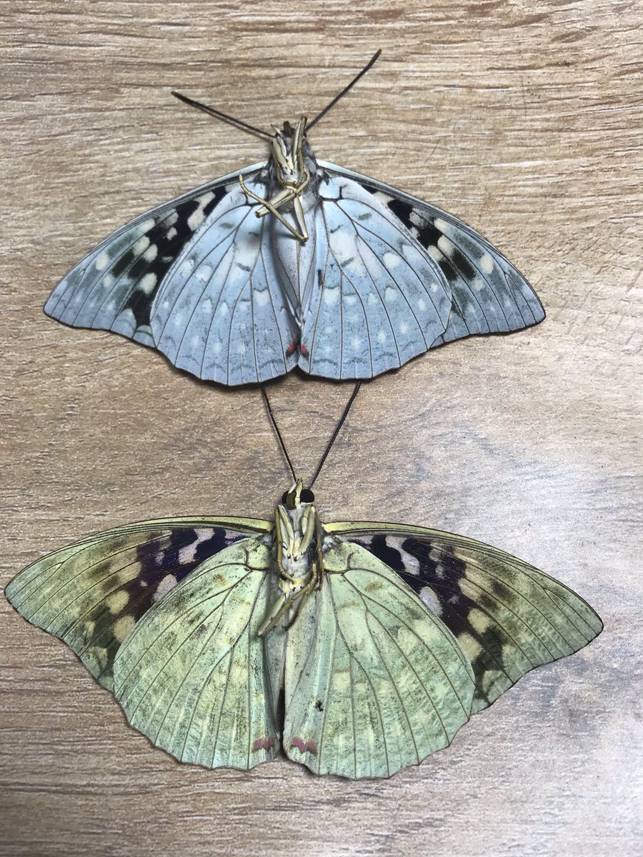p_yamanoue's tweet photo. 飼育していたオオムラサキの蛹から
青いオオムラサキが出たんだ！
と一人ウチのオーナーが騒いでいたんですが珍しいのかな？と思いつつ。
この辺にはオオムラサキ居ないので分かりません。オオムラサキ存在感凄いねやっぱり。

#ととのいました層雲峡 
#ペンション山の上 https://t.co/YNo8gz1sQx