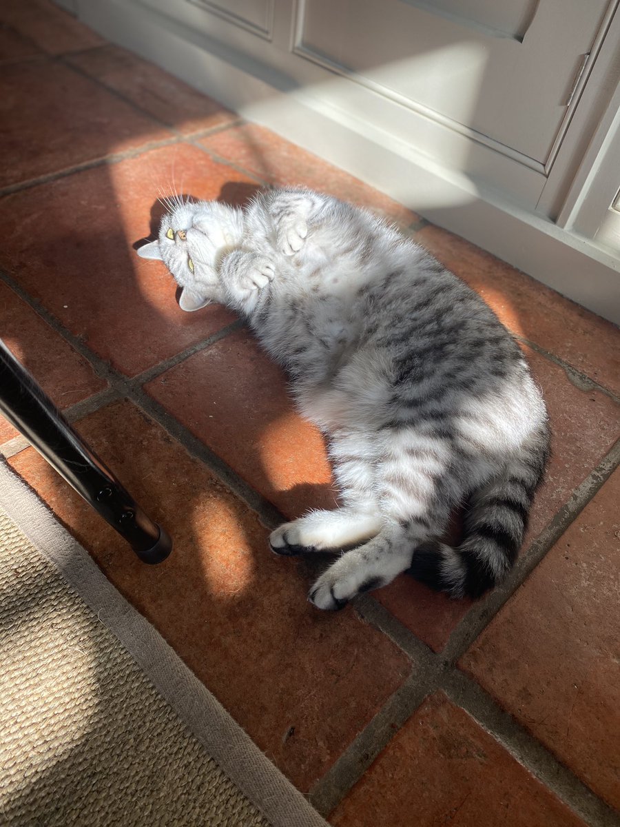 lilahdooks's tweet photo. Being #reallybeautiful and #stripey is one thing... but being really beautiful in a beautiful stripe of light takes dedication. #jellybelly #catsoftwitter #sunnyday #kitchen #flop https://t.co/uzyGRN5vkX