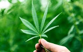 theleafystreet's tweet photo. #CronosGroup vs. #Tilray, which one is better? https://t.co/tFVaE2OkqF https://t.co/FA3nYtMIEc