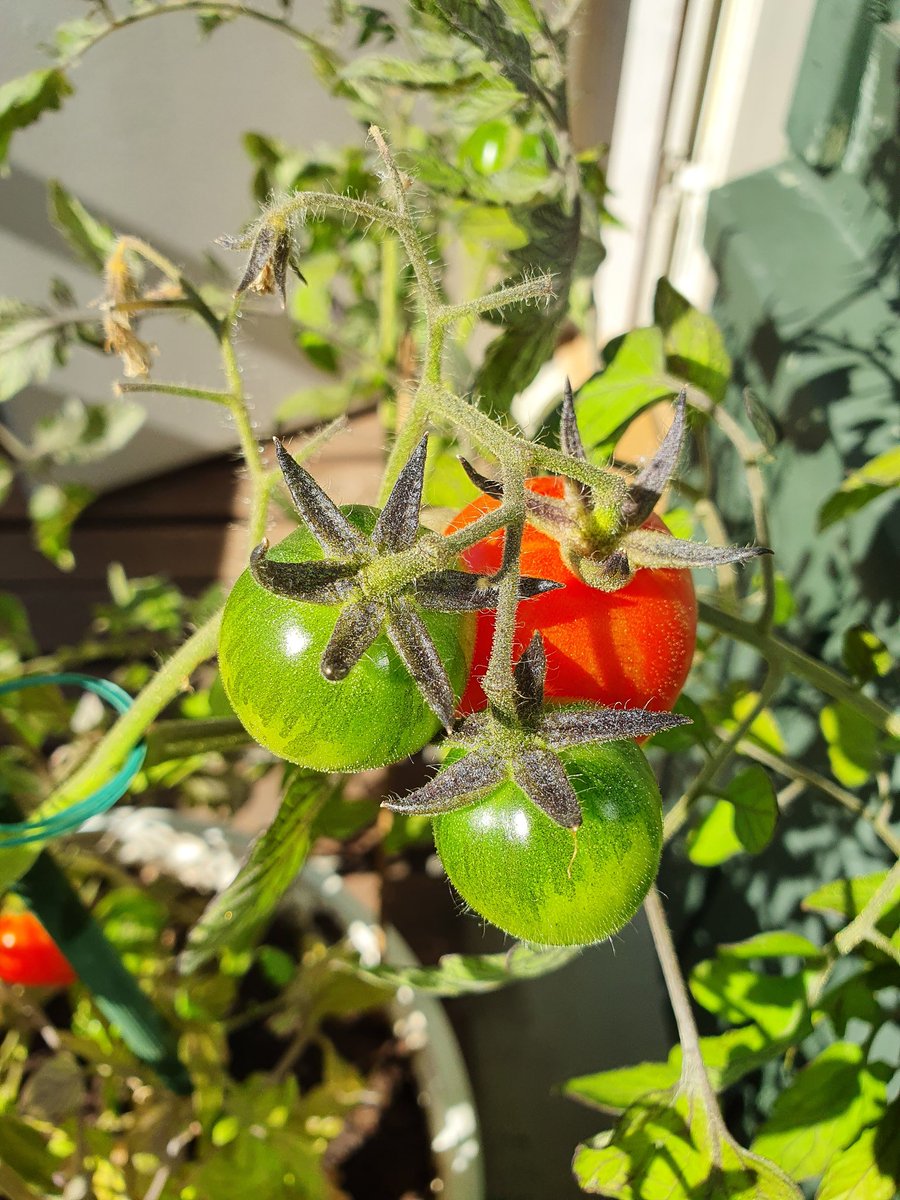 Neea Similä tweet media