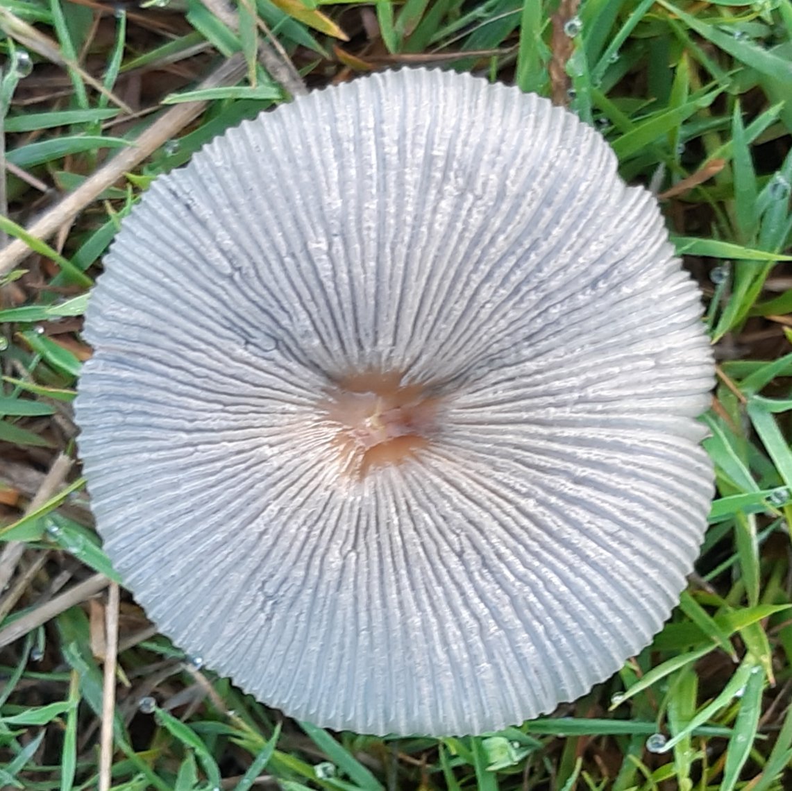 brunocockapoo's tweet image. Did I detect a hint of #Autumn on my morning walk? Let's call it late #summer. #dew #mushroom #WeatherDog
